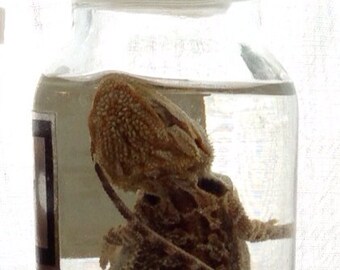 Preserved Baby Bearded Dragon