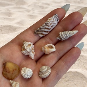 Peut inclure: Une collection de coquillages de différentes formes et tailles, allant du brun au blanc. On distingue des coquillages en spirale, coniques et en forme d'éventail. Les coquillages sont présentés sur une surface sablonneuse.