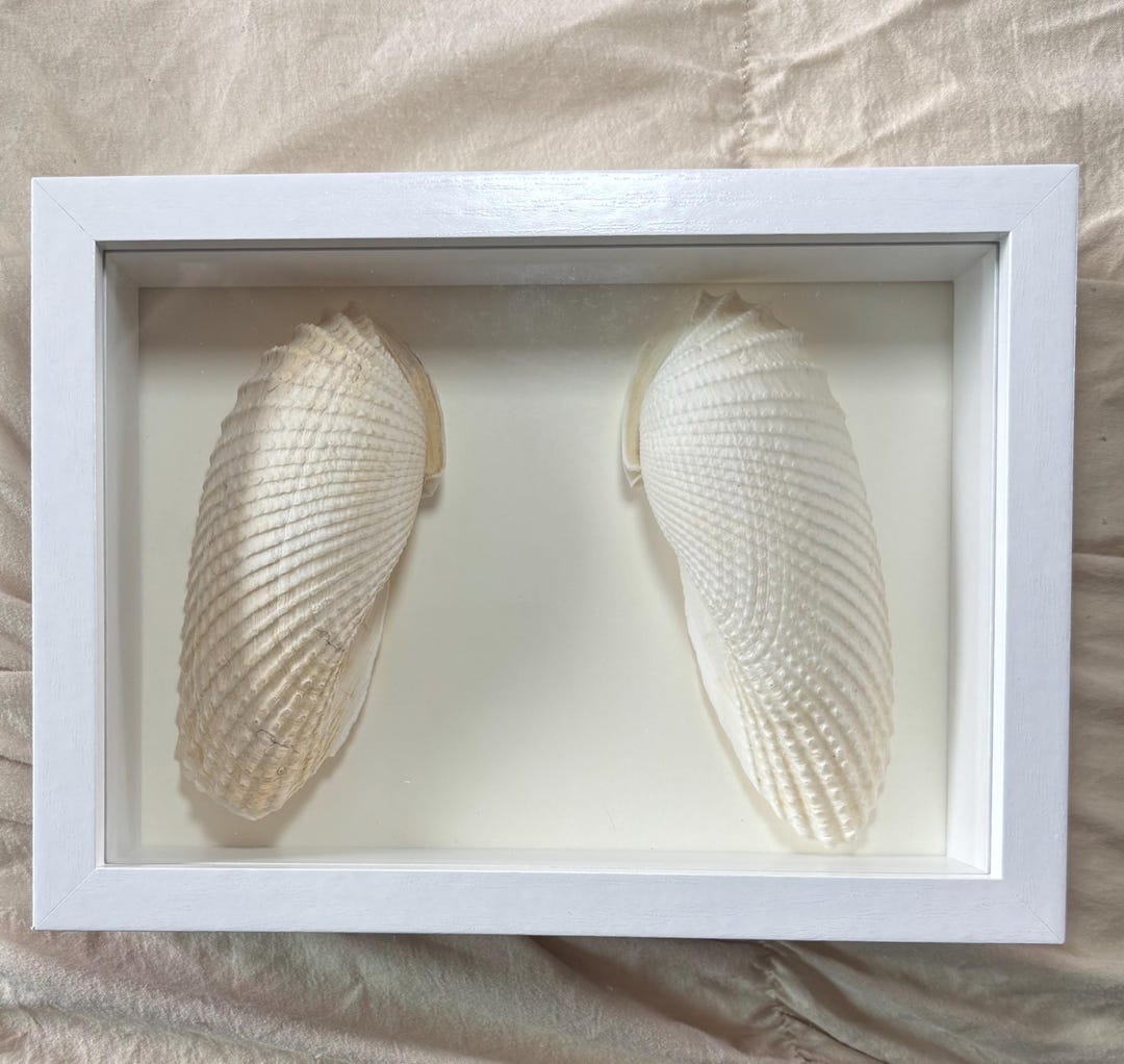 Shadow Box Seashell Display - Etsy