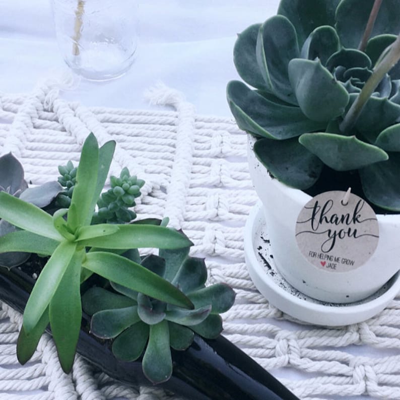 May include: Two succulent plants in black pots with a white background. The larger plant has a round tag that says "thank you for helping me grow, Jade".