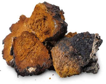 Wild Chaga Mushroom from the Forest – Natural Raw Inonotus obliquus, Harvest 2025   1 LB