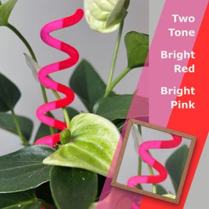 Peut inclure: Une fleur d'anthurium en spirale bicolore, rouge vif et rose vif. L'image comprend des feuilles vertes et un miroir reflétant la fleur. Le texte sur le côté droit indique "Two Tone, Bright Red, Bright Pink."