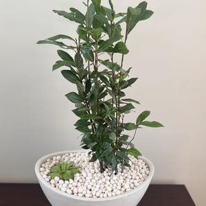 Puede incluir: Una planta en maceta con hojas y tallos verdes, colocada en una maceta de cerámica blanca en ángulo. La maceta está llena de pequeños guijarros blancos y una pequeña suculenta verde. La planta está sobre una superficie marrón oscuro.