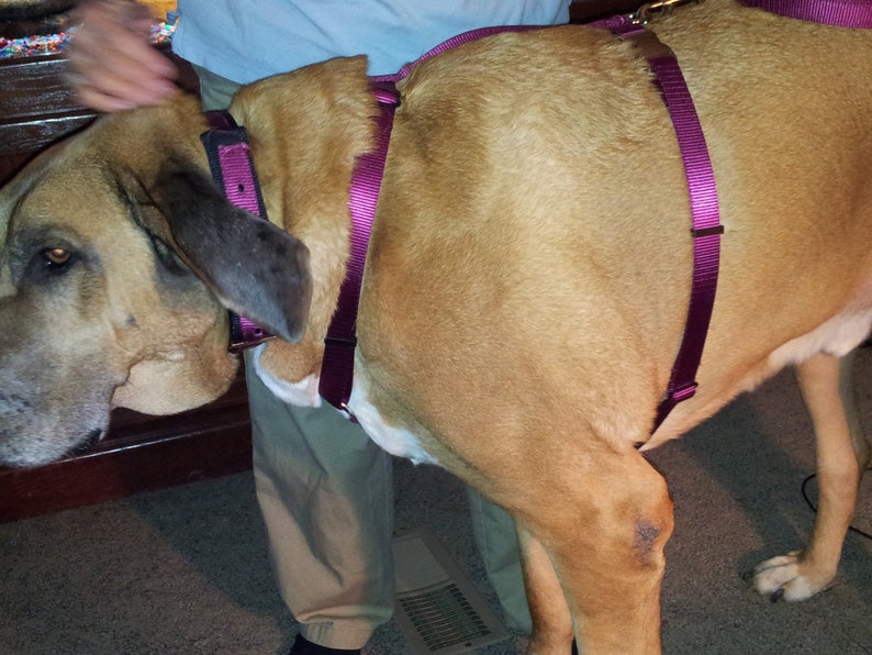 Adjustable Dog Harness Mastiff Saint Bernard Great Pyrenees Etsy