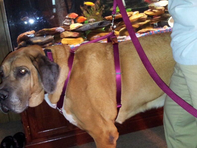 saint bernard harness