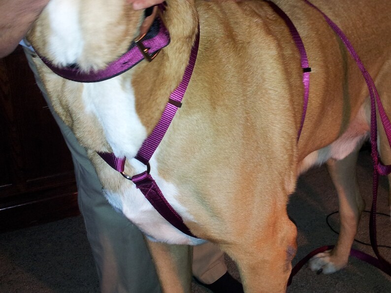 Adjustable Dog Harness Mastiff Saint Bernard Great Pyrenees Etsy