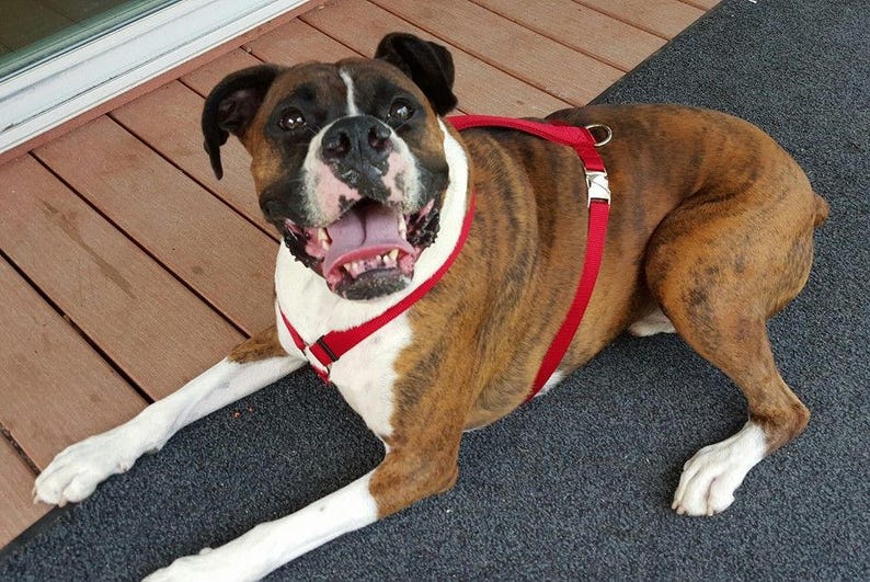 Adjustable Dog Harness Mastiff Saint Bernard Great Pyrenees Etsy