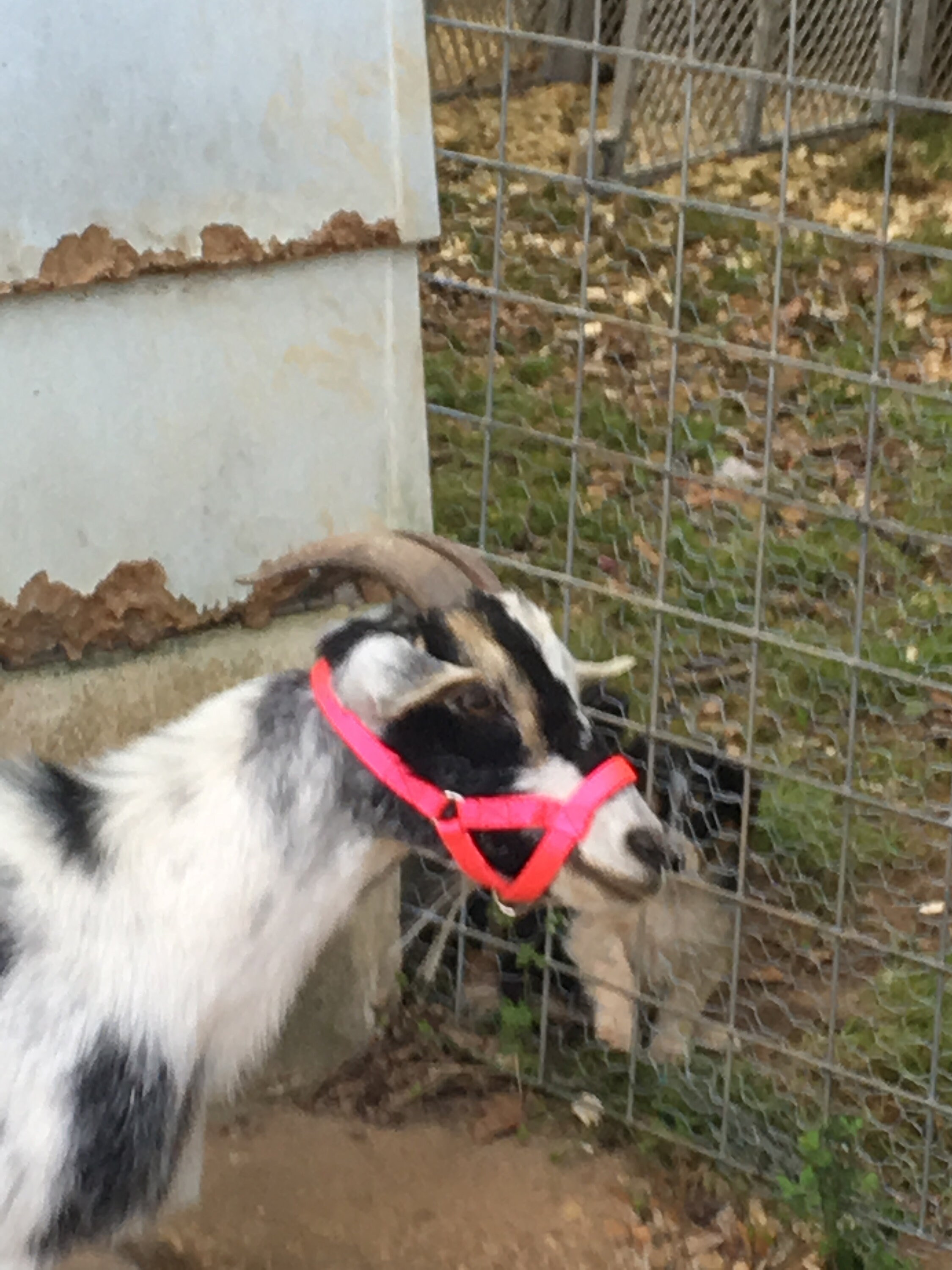 quality of service 3,Halters for goats Boer Llama Sheep Promotional