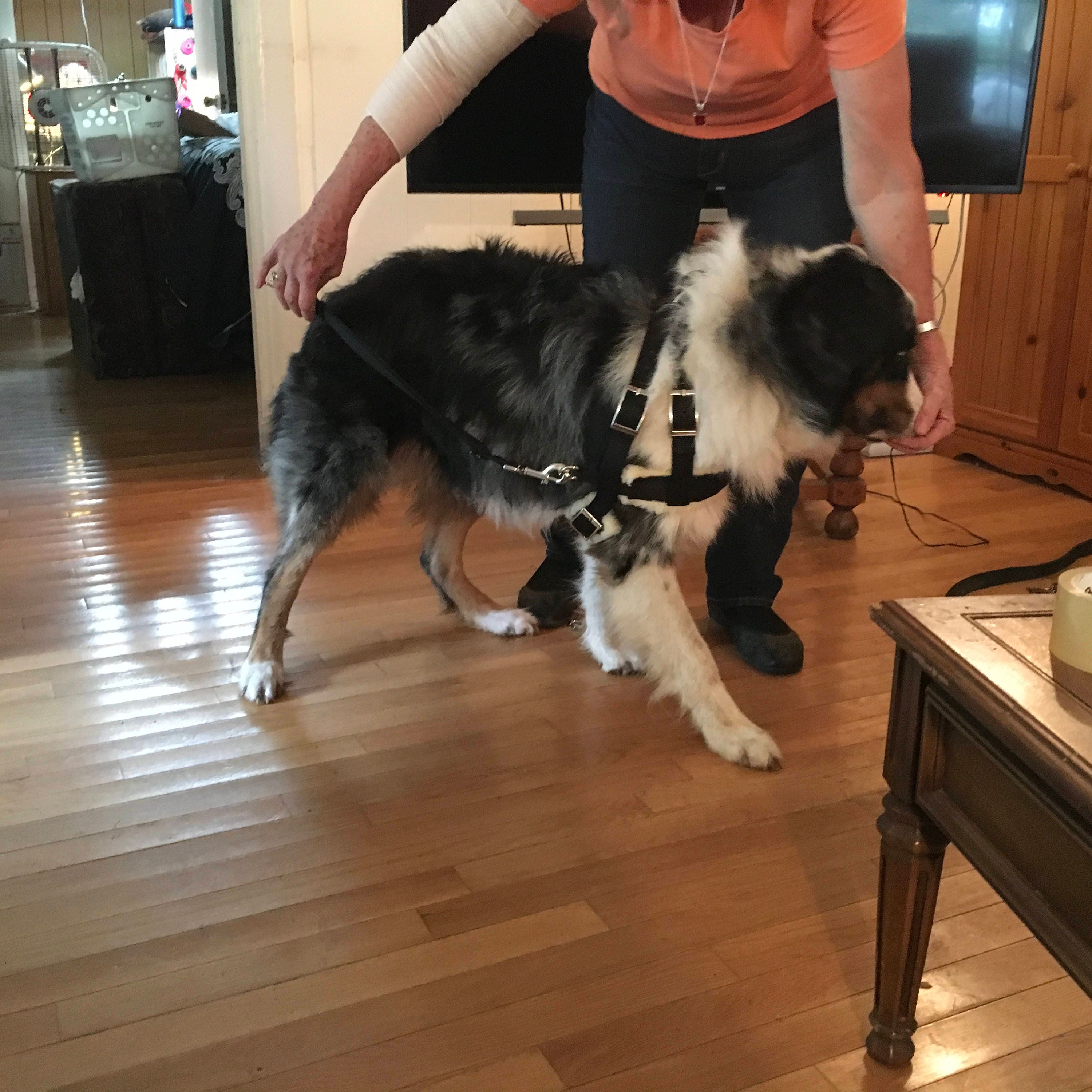 Siwash harness sale