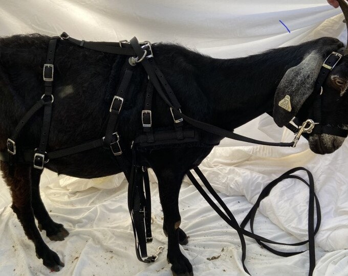 Goat Harness Nylon Web - Etsy