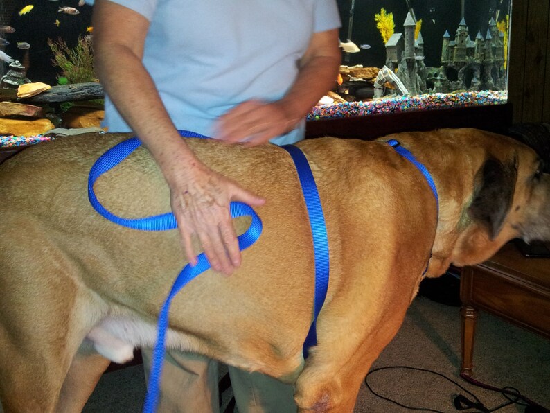 Adjustable Dog Harness Mastiff Saint Bernard Great Pyrenees Etsy