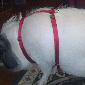 Carter Pet Supply Adjustable Hog (PIG) Harness - USA Handmade, Metal Buckle, Easy Fit