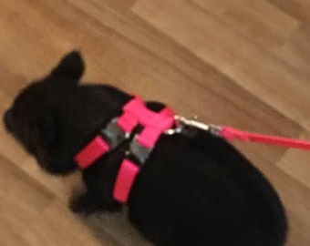 5 ft leash matching my pig harness