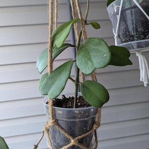 Hoya Kerrii 8&quot;