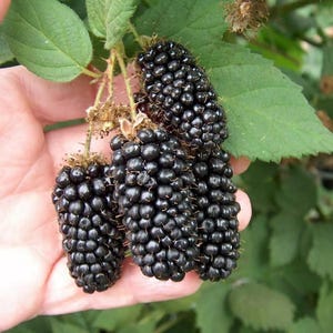 100Pcs Giant Thornless Blackberry Seeds for Home Garden – Juicy Fruit Plant