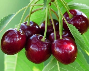50+ Black Cherry Seeds | Sweet Edible Fruit Tree | Native USA Wild Prunus Serotina | Hardy Perennial Tree Seeds