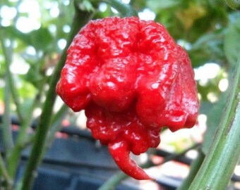 100 Carolina Reaper Pepper Seeds – World’s Hottest Chili – Vegetable Garden Seed