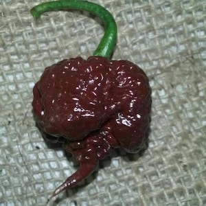 100 Chocolate Carolina Reaper Seeds – World’s Hottest Chili Pepper Variety