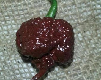 100 Chocolate Carolina Reaper Seeds – World’s Hottest Chili Pepper Variety