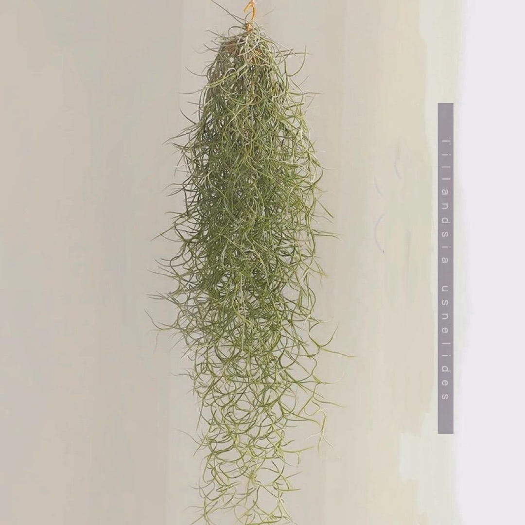 Spanish Moss Plant For Sale