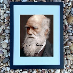 May include: A framed portrait of Charles Darwin, featuring a colorized image of the naturalist with a white beard and signature. The portrait is set against a light blue background within a black frame. The background is a bed of multicolored pebbles.
