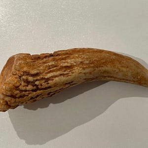 Peut inclure: Un objet incurvé de couleur beige avec une surface rugueuse et texturée et une pointe lisse et pointue. L'objet a une apparence naturelle et organique, avec des variations de couleur et de texture. L'objet projette une ombre sur une surface blanche.
