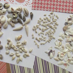 Könnte beinhalten: Eine Sammlung verschiedener Muscheln, die in Gruppen auf weißem Papier angeordnet sind. Das Sortiment umfasst dunkelgraue, braune, beige und weiße Spiralschalen sowie zahlreiche kleine, helle und weiße Muschelschalen in verschiedenen Formen.