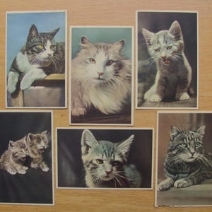 6 cartes postales Cat Mainzer inutilisées Belgique Carte Chaton Portrait animal Amoureux des chats Cadeau Yeux Cheveux Moustaches Tabby Félin Paw Snarl Stripe Ephemera