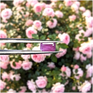May include: A rectangular, faceted, vibrant pink gemstone held by silver-toned metal tweezers. The gemstone has a polished surface and clear edges. The word GEMSEMBRACE is printed in small, dark letters on the lower arm of the metal tweezers.
