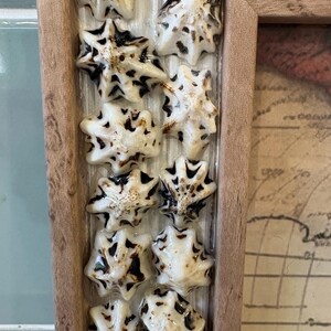 May include: A decorative picture frame with a light brown wooden border. The frame is embellished with small, star-shaped seashells in shades of white and brown. The background shows a vintage map.