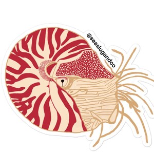 Gekammerter Nautilus Aufkleber