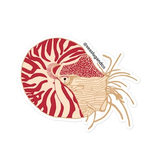 Gekammerter Nautilus Aufkleber