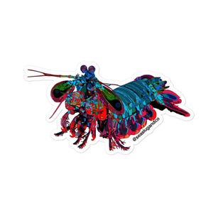May include: A colorful sticker featuring a stylized illustration of a mantis shrimp. The artwork showcases a vibrant array of colors, including blues, greens, reds, and oranges, creating a mosaic-like effect. The sticker has the text "@seaslugandco".