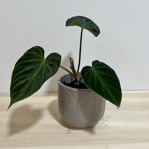 Philodendron verrucosum