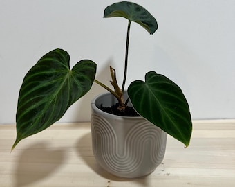 May include: A potted plant with large, dark green leaves and a gray ceramic pot. The pot has a repeating arched design. The plant is set against a light wood surface and a white background.