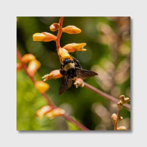 Op de afbeelding: Een close-upfoto van een hommel op een bloeiende plant. De bij is zwart en geel, met doorschijnende vleugels. De plant heeft oranje en gele bloemen en roodbruine stengels, tegen een wazige groene achtergrond.