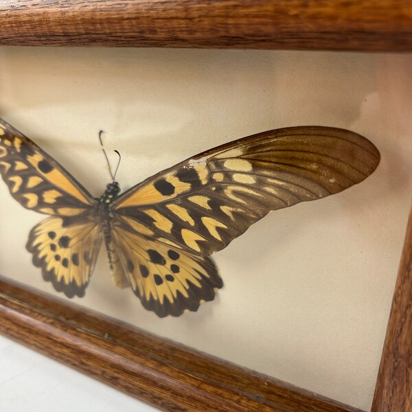 Real African Swallowtail 8" Butterfly " vintage specimen under glass collector insect curiosity, inscribed on frame backing, natural history