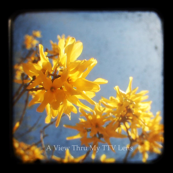 FOTOGRAFIE DOWNLOAD von gelben Blumen - TTV Fotografie