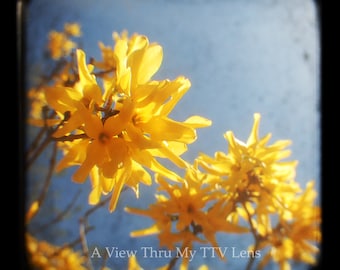 PHOTOGRAPHY DOWNLOAD of Yellow flowers- TTV Photography