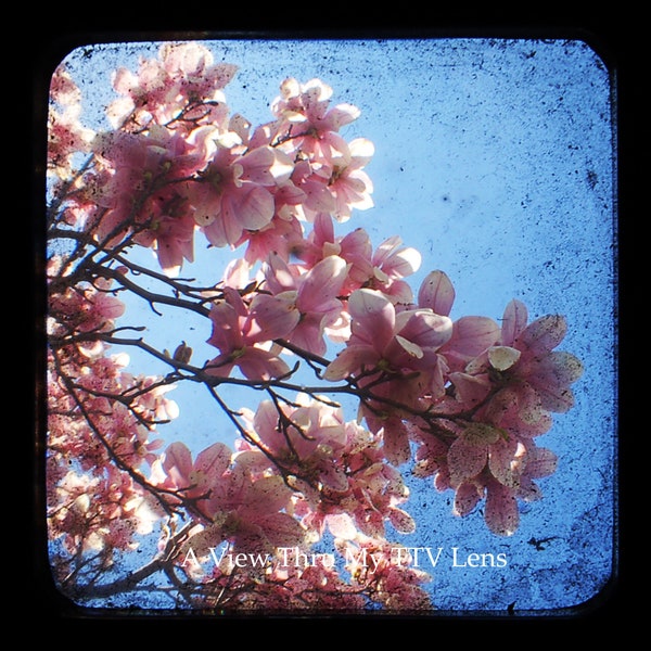 PHOTOGRAPHY DOWNLOAD of Pink Dogwood- TTV Photography