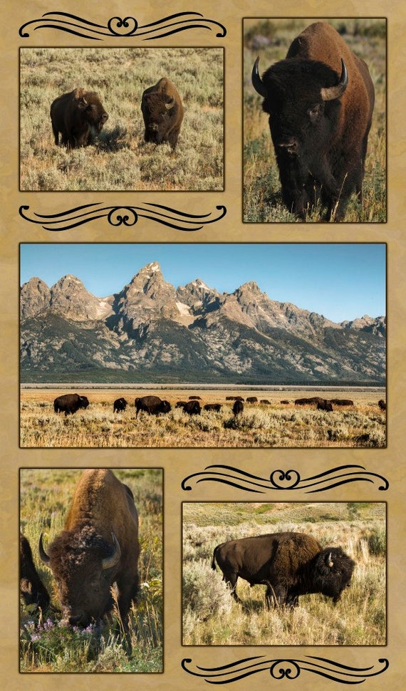 Download Free Grand Teton And Yellowstone National Park Bison Quilt Panel Etsy SVG Cut Files
