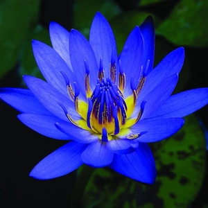 May include: A close-up of a vivid blue water lily, showcasing its intricate details. The flower's centre is a bright yellow with brown markings, contrasting with the deep blue petals. The background is a dark green, highlighting the flower's beauty.