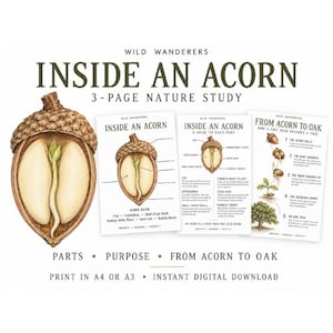 Könnte beinhalten: Eine dreiseitige Naturstudie mit dem Titel Inside An Acorn, die eine große Abbildung einer aufgeschnittenen Eichel mit Keimling zeigt. Die Seiten enthalten Diagramme, ein Glossar und eine Schritt-für-Schritt-Anleitung zum Wachstum von der Eichel zur Eiche.