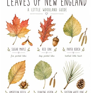 Könnte beinhalten: Ein botanischer Druck mit dem Titel Wild Wanderers Leaves of New England A Little Woodland Guide. Er zeigt Aquarellillustrationen von sechs Blättern: Zucker-Ahorn, Roteiche, Papier-Birke, Amerikanische Buche, Zitterpappel und Weymouth-Kiefer.