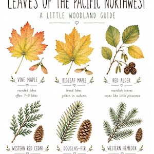 Peut inclure: Une affiche éducative botanique intitulée Wild Wanderers Leaves of the Pacific Northwest A Little Woodland Guide. Elle présente des illustrations détaillées à l'aquarelle de six espèces d'arbres, dont l'érable, l'aulne rouge, le cèdre, le sapin de Douglas et la pruche, avec des textes descriptifs.