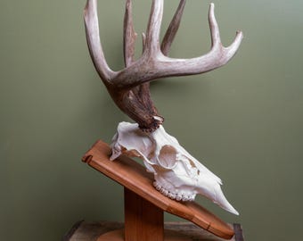 May include: A deer skull with large antlers is mounted on a wooden display stand. The skull is white, and the antlers are a light brown color. The stand is made of wood and has a natural finish. The background is a solid green color.