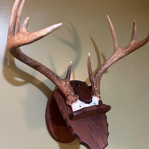 Deer Antler Skull Plate Mounting Plaque made from Walnut that Adjusts