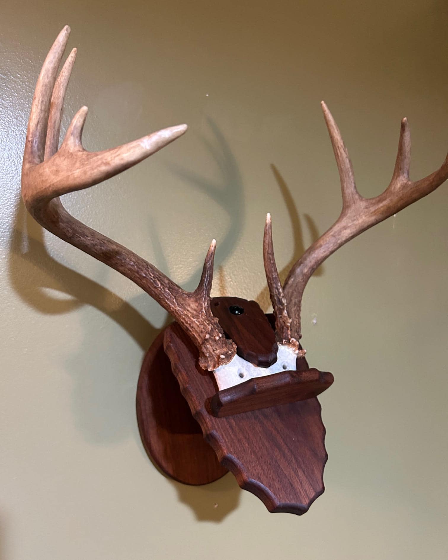Do-All American Iron Buck Antler Mount - Fin Feather Fur Outfitters - View #6
