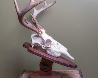 May include: A deer skull with large antlers, mounted on a dark wood plaque and stand. The skull is white, and the antlers are a light brown. The wooden base is a rich, dark brown color, creating a rustic, natural aesthetic.