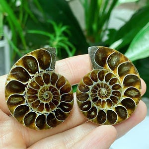 Natural Ammonite Fossil , Polished Ammonite Halves, llecting, Sea Fossil,Crystal gifts,Home decor，Crystal healing 1pc